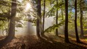Im Unesco Geopark Bergstraße-Odenwald unternehmen Ranger mit Familien Naturwanderungen.