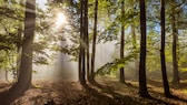 Im Unesco Geopark Bergstraße-Odenwald unternehmen Ranger mit Familien Naturwanderungen.