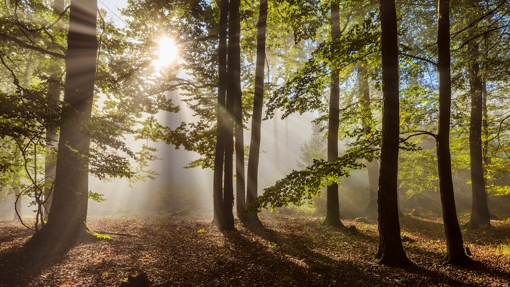 Im Unesco Geopark Bergstraße-Odenwald unternehmen Ranger mit Familien Naturwanderungen.