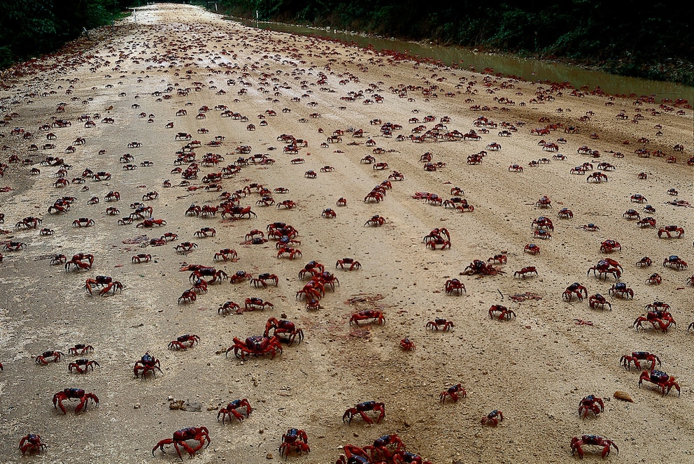 Die Krebse bei ihrer Massenwanderung auf Christmas Island