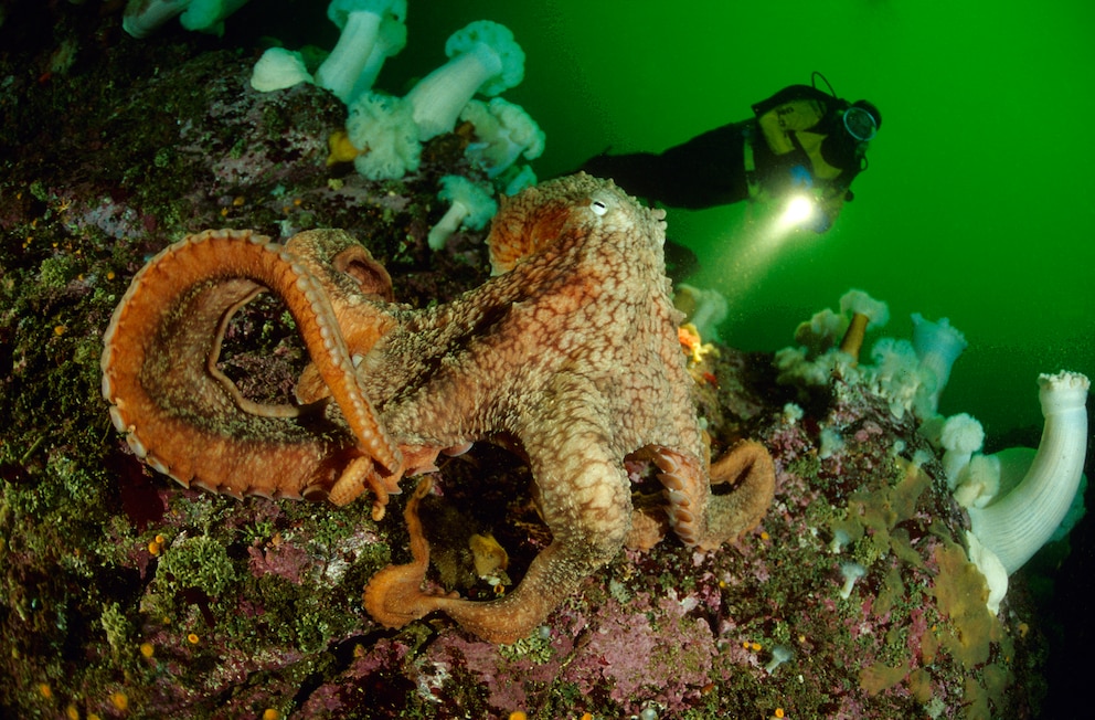 Ein Krake lässt sich an der Küste von British Columbia von einem Taucher anscheinen