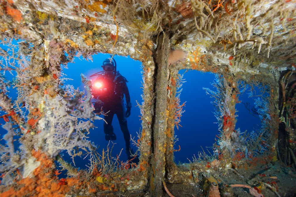 Vor Grenada haben Schiffswracks eine einmalige Unterwasserwelt gebildet