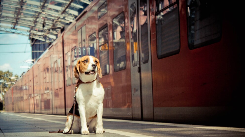 Hund in der Bahn