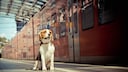 Hund in der Bahn