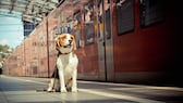 Hund in der Bahn