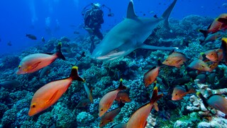 Bunte Fische und sogar kleinere Haie lassen sich vor der Küsten von Französisch-Polynesien beobachten