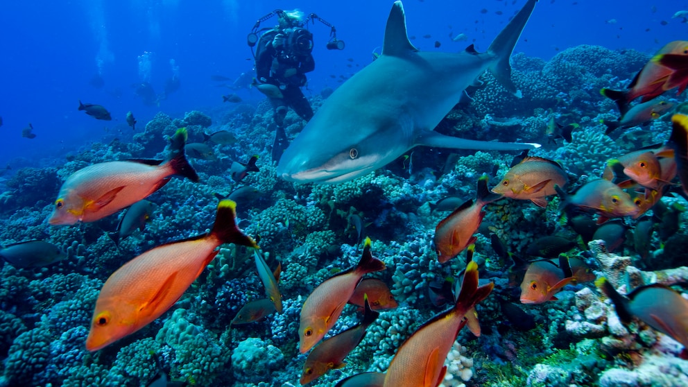 Bunte Fische und sogar kleinere Haie lassen sich vor der Küsten von Französisch-Polynesien beobachten