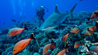 Bunte Fische und sogar kleinere Haie lassen sich vor der Küsten von Französisch-Polynesien beobachten
