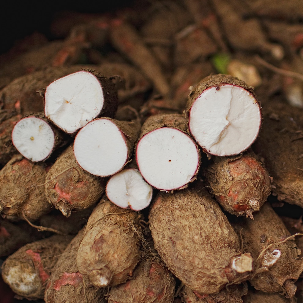 Cassava oder Maniok, einer der gefährlichen Speisen