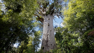 Tāne Mahuta