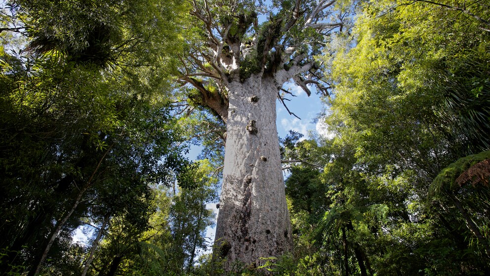 Tāne Mahuta