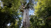 Tāne Mahuta