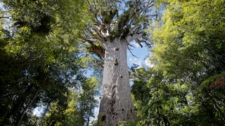 Tāne Mahuta