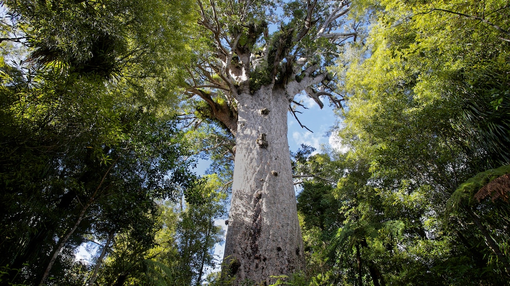 Tāne Mahuta