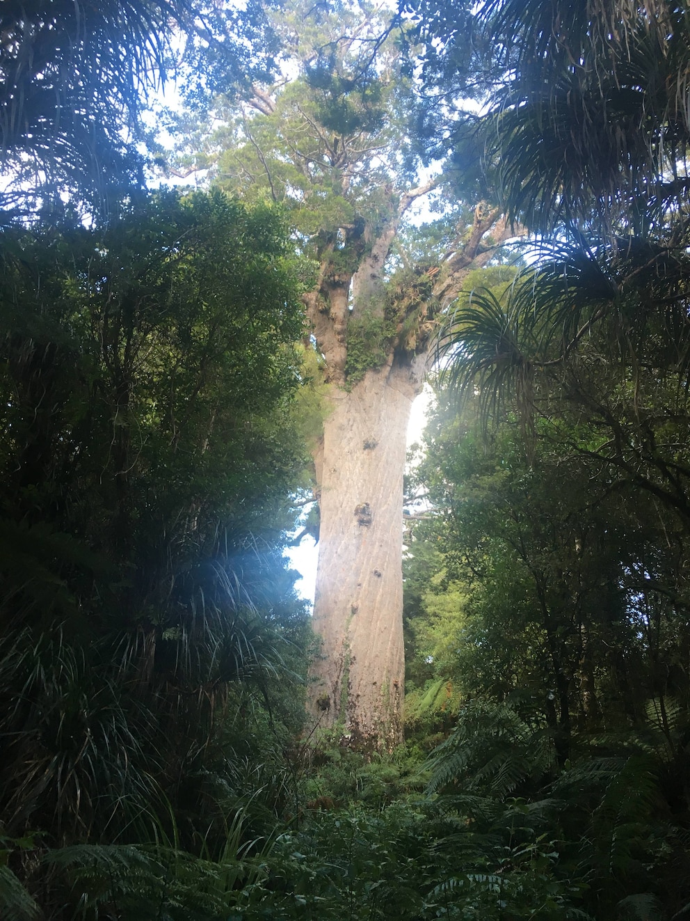 Tāne Mahuta