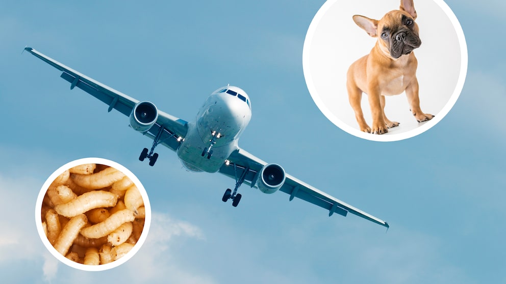 Flugzeug Collage