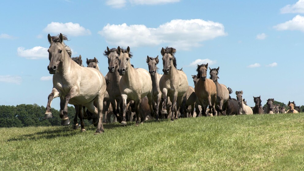 Wildpferde im Merfelder Bruch im Münsterland