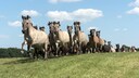 Wildpferde im Merfelder Bruch im Münsterland