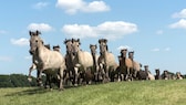 Wildpferde im Merfelder Bruch im Münsterland