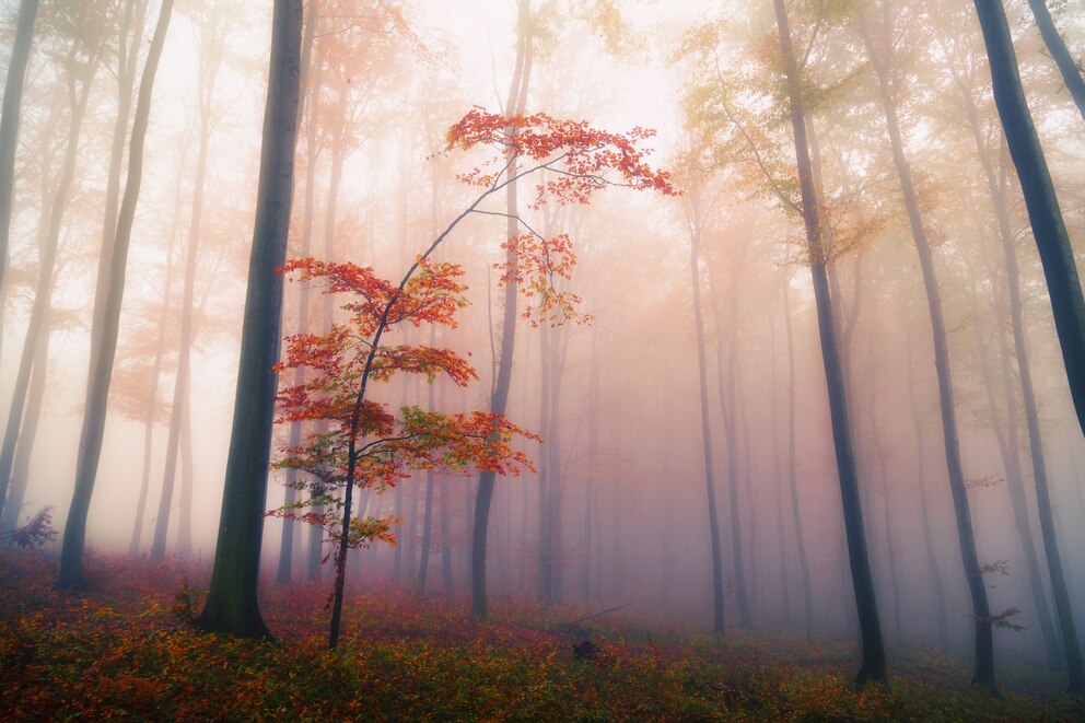 Mystischer Wald, der die Fantasie anregt: La Forêt de Brocéliande.