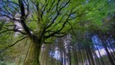 Wer Fantasie mitbringt, wird reich belohnt - der Zauberwald von Brocéliande lebt von und in der Vorstellungswelt der Besucher