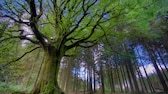 Wer Fantasie mitbringt, wird reich belohnt - der Zauberwald von Brocéliande lebt von und in der Vorstellungswelt der Besucher