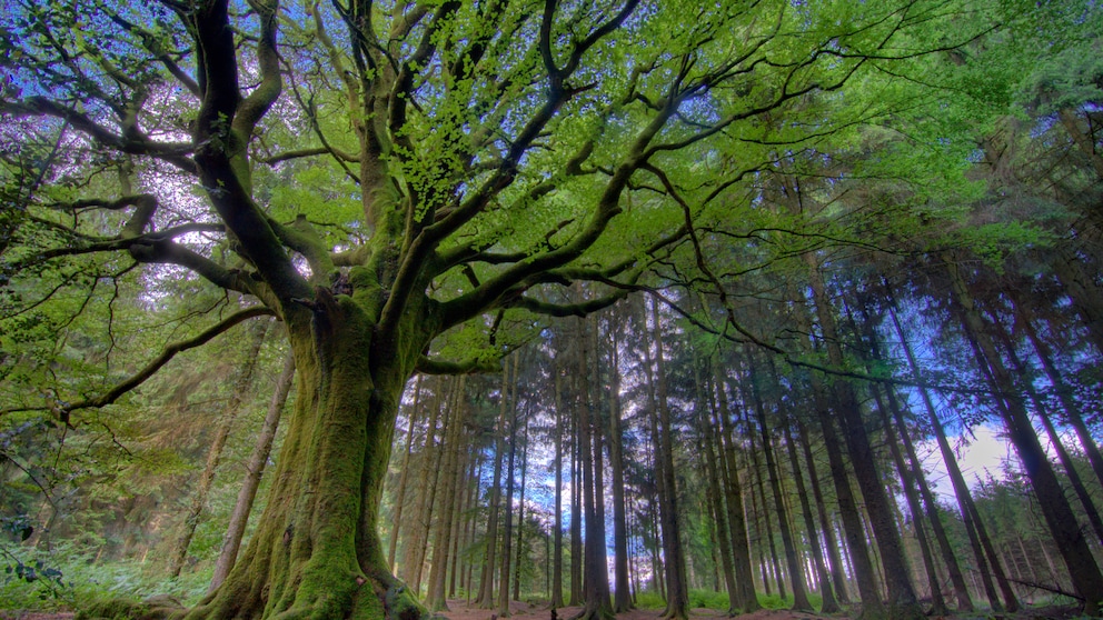 Wer Fantasie mitbringt, wird reich belohnt - der Zauberwald von Brocéliande lebt von und in der Vorstellungswelt der Besucher