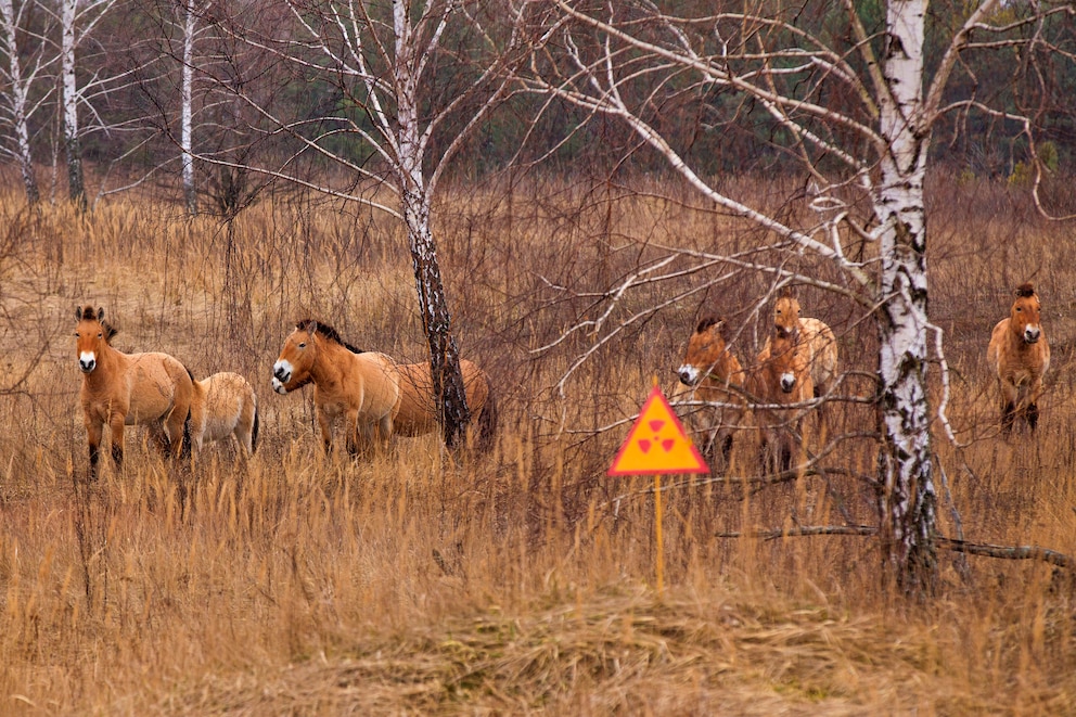 Przewalski-Pferde, Tschernobyl