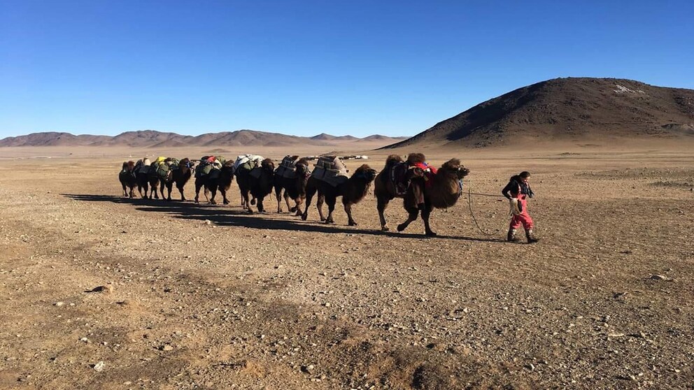 Baigalmaa mir ihren Kamelen in der Mongolei