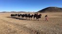 Baigalmaa mir ihren Kamelen in der Mongolei