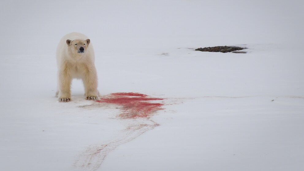 Eisbär Spitzbergen