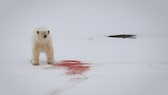 Eisbär Spitzbergen