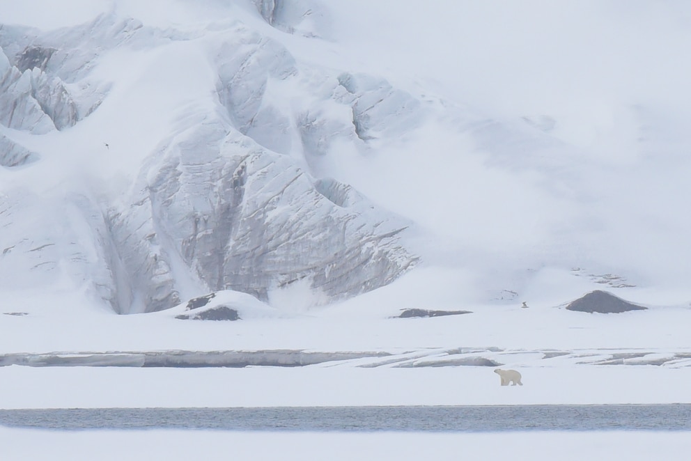 Eisbär Spitzbergen