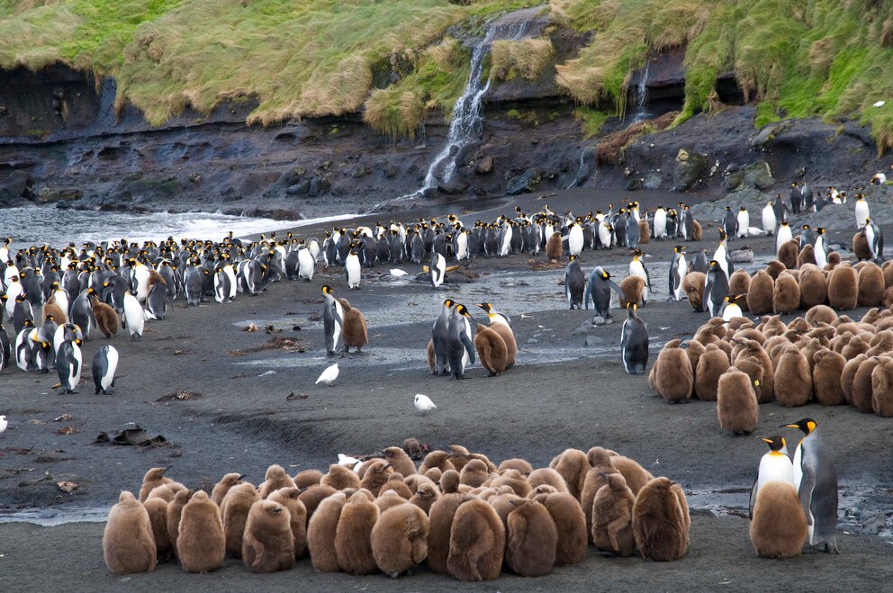 Pinguine, Crozet Islands