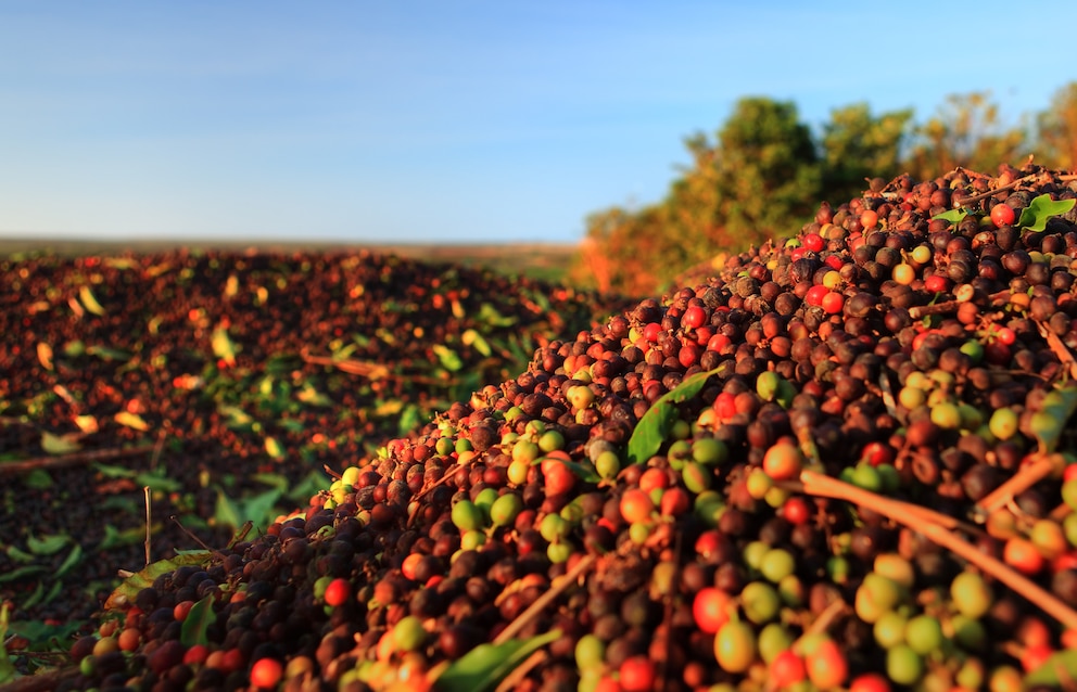 Wer Kaffee mag, ist auf Big Island richtig – und zwar in der Region Kona. Dort gibt es rund 800 Plantagen.