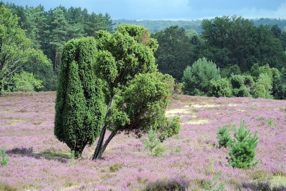 Lüneburger Heide