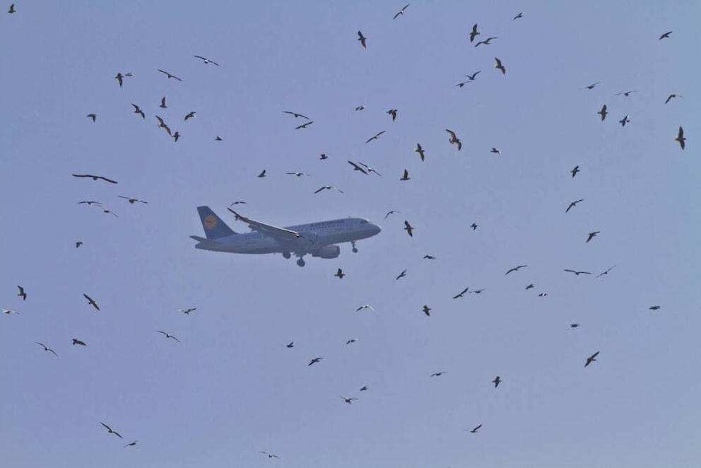 Möwen Flugzeug