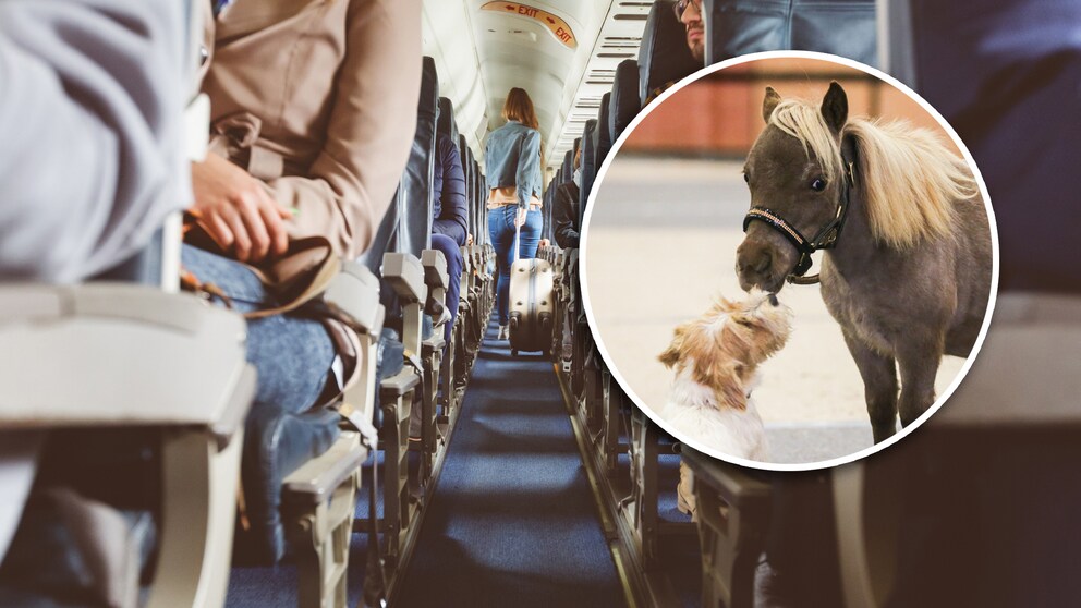 Pferd im Flugzeug