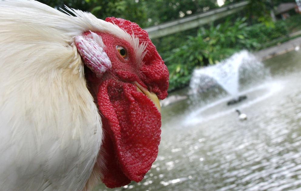  Die „Sentinel Chicken“ sind immun gegen mehrere Krankheiten, die von Mücken übertragen werden