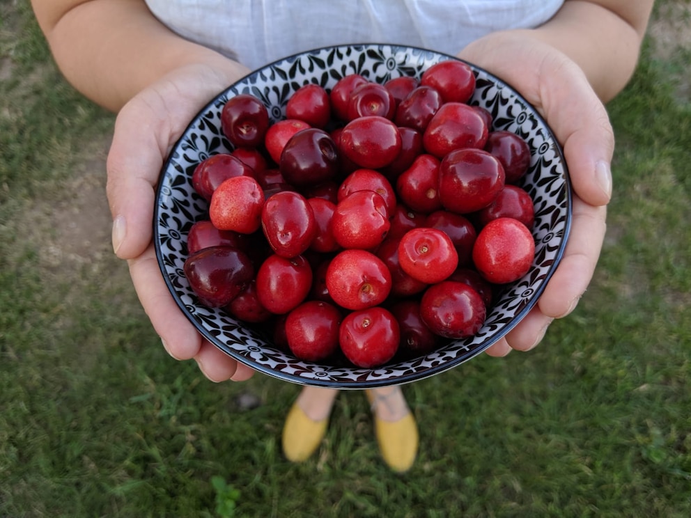  Wo Aufenthalte in der Natur sind, da sind Obstb&auml;ume nicht weit. Auf dem Tiny House-Hof in Wredenhagen fanden sich auch Kirschb&auml;ume.