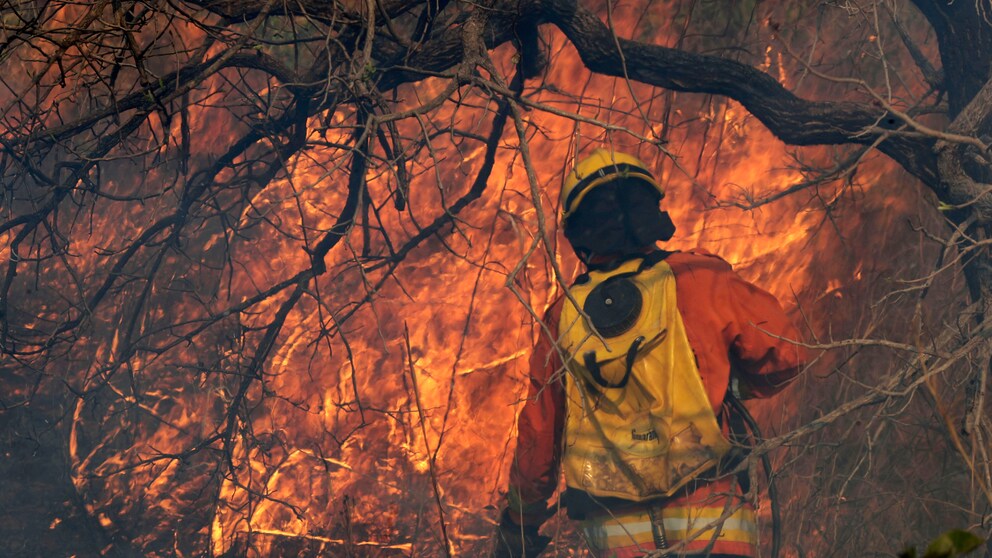 Hier kämpft ein  Feuerwehrmann gegen die Feuerwalze