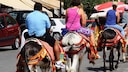 Viele Urlauber nutzen die Esel, wenn sie die Stadt besuchen – obwohl sie oft viel zu schwer für die Esel sind