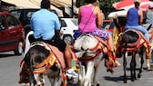 Viele Urlauber nutzen die Esel, wenn sie die Stadt besuchen – obwohl sie oft viel zu schwer für die Esel sind