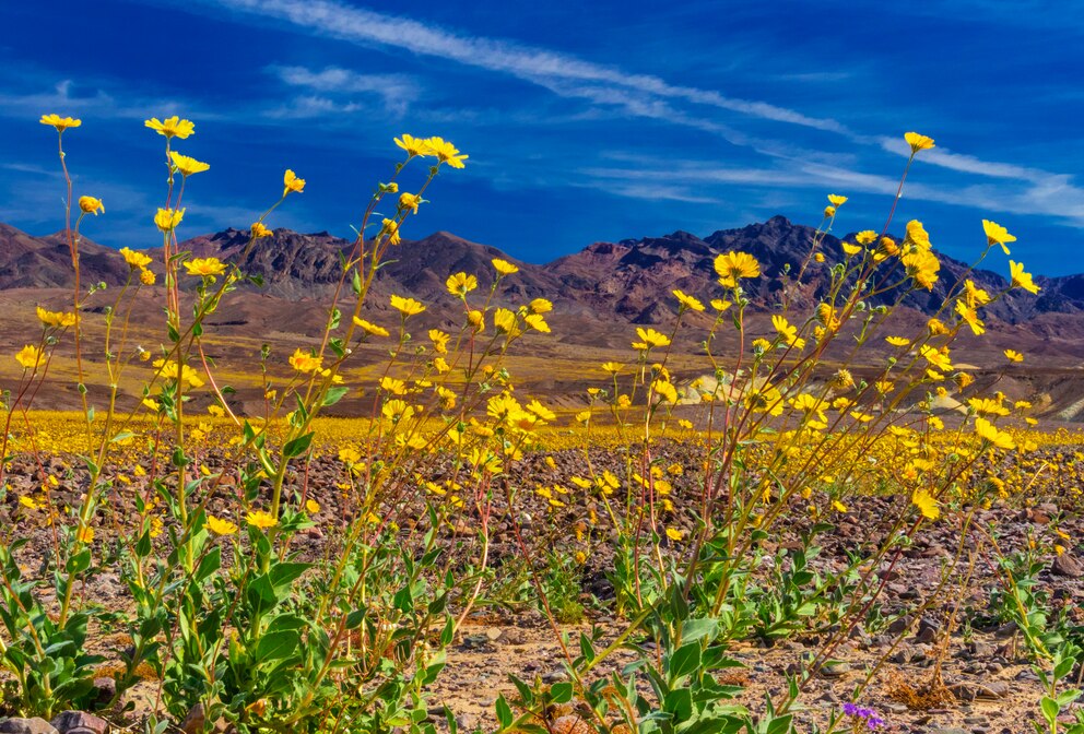 Blühende Blumen im Death Valley Nationalpark