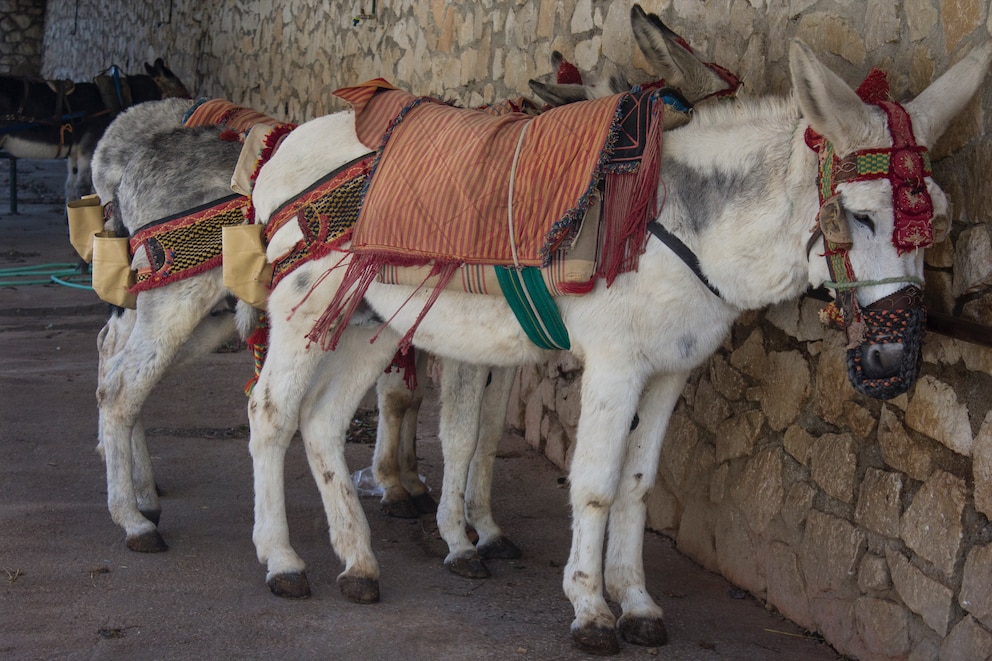 Traurige Esel, die als „Burro taxi“ in Mijas dienen müssen