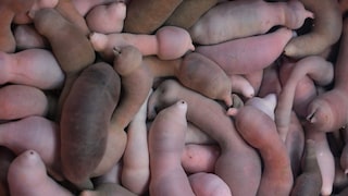 Der Igelwurm wird auch Penis-Fisch genannt