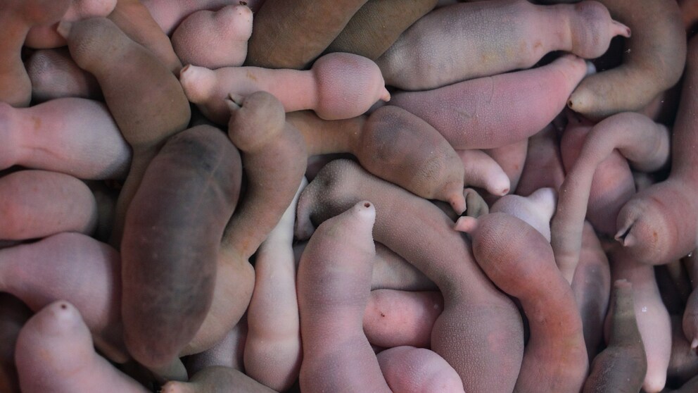 Der Igelwurm wird auch Penis-Fisch genannt