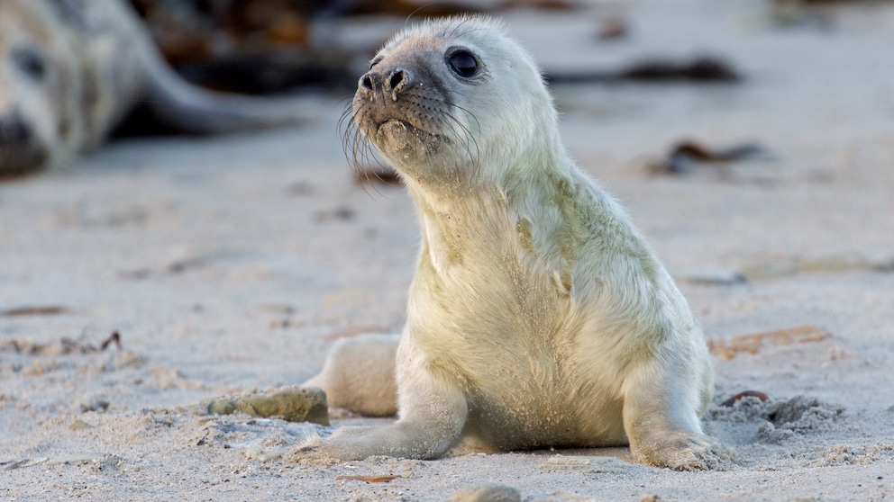 Niedlicher Anblick: eine junge Kegelrobbe auf Helgoland