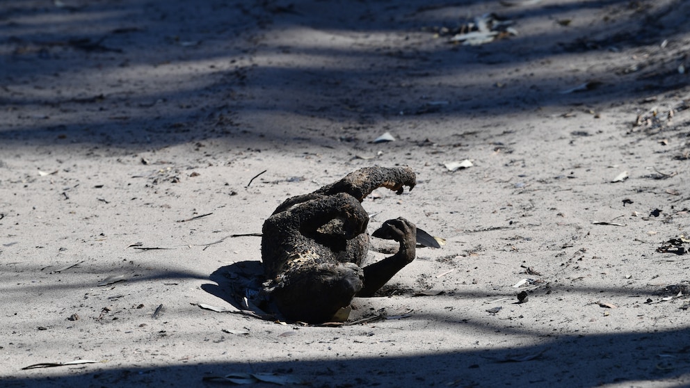 Australien feuer, toter Koala