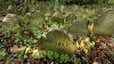 Tierfriedhof Hyde Park